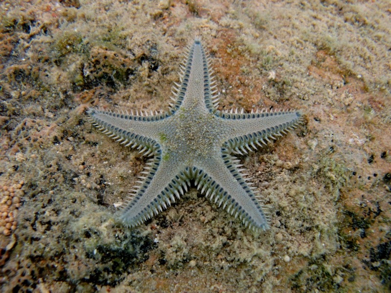 Astropecten platyacanthus (Philippi, 1837)